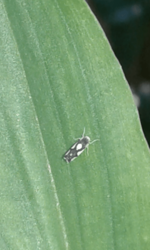 Cicadellidae : Eupteryx notata o E. vittata?